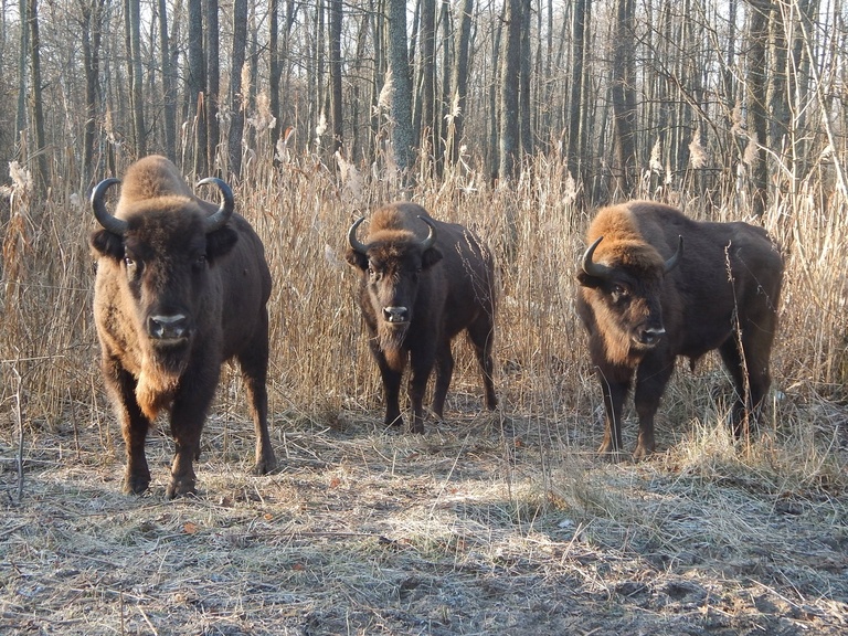 Chernobyl zone, Belarus